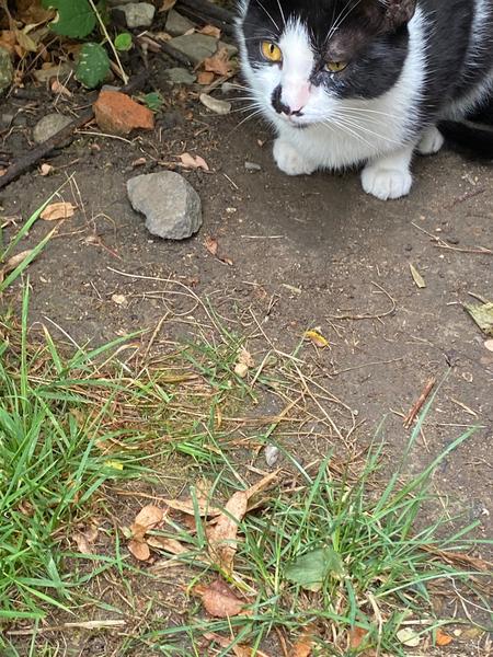 Urgentná pomoc pre túlavú mačku s poraneným okom