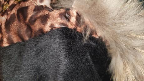 Roberto cavalli, zimna bunda, 152