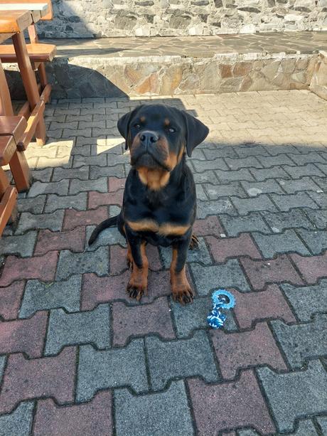 Šteniatko rottweilera s pp,
