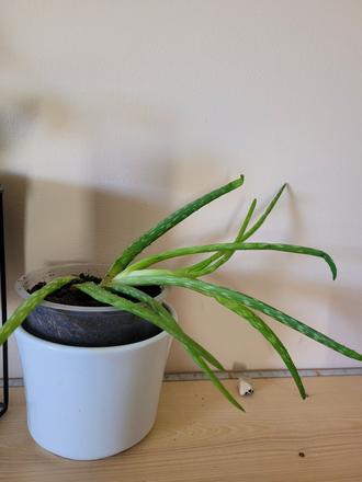 Aloe,