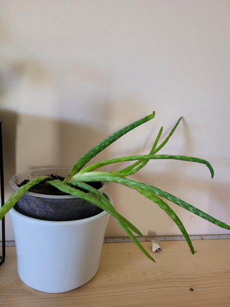 Aloe,