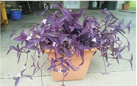 Fialové srdce - krásna nenáročná kvetinka, 