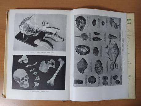 Metodika prírodopisu (1964), 