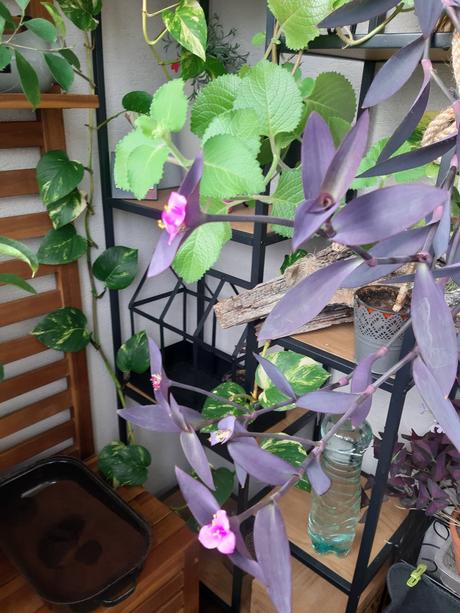 Fialové srdce - krásna nenáročná kvetinka, 