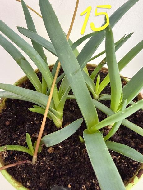 2 x aloe arborescens č.15 a 16,