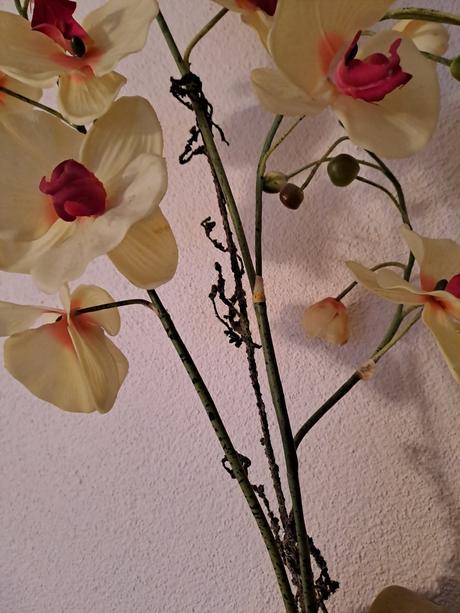 Krásna umelá orchidea, 