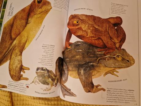 Zvířata ve skutečné velikosti,