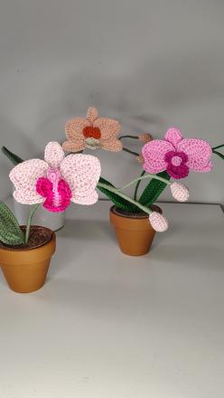 Háčkovaná orchidea, 