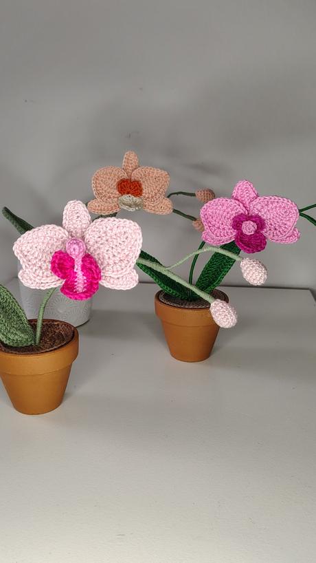 Háčkovaná orchidea, 