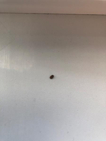 Aký je to chrobák s tigrími bodkami?