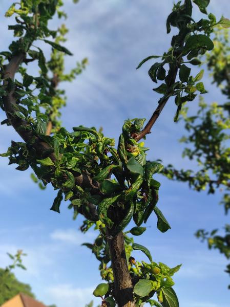 Aký prírodný postrek na takéto listy u slivky?