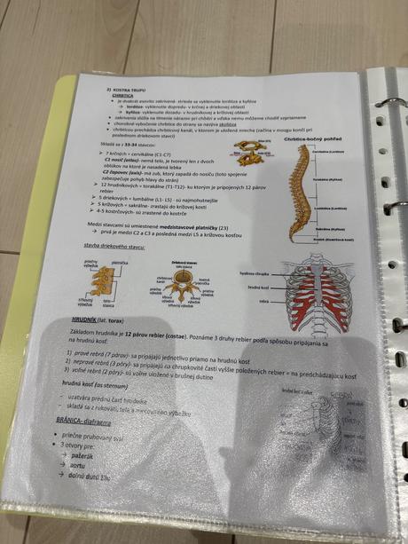 Biológia maturita-ľudské telo, sústavy človeka, 