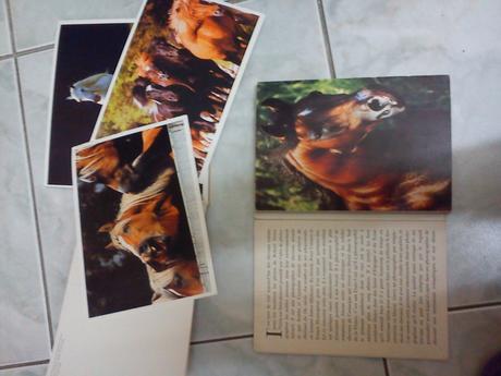 Pohľadnice s koňmi knižka, 