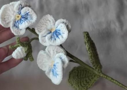 Hačkovaná fialka záhradná, 