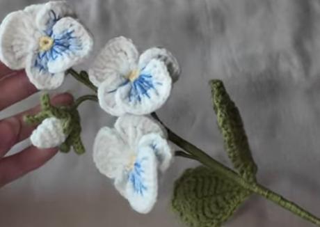 Hačkovaná fialka záhradná, 