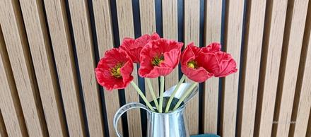 Sasanka - červená, 