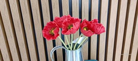 Sasanka - červená, 