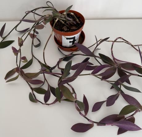Tradescantia pallida purple heart č.7za 5eur, 