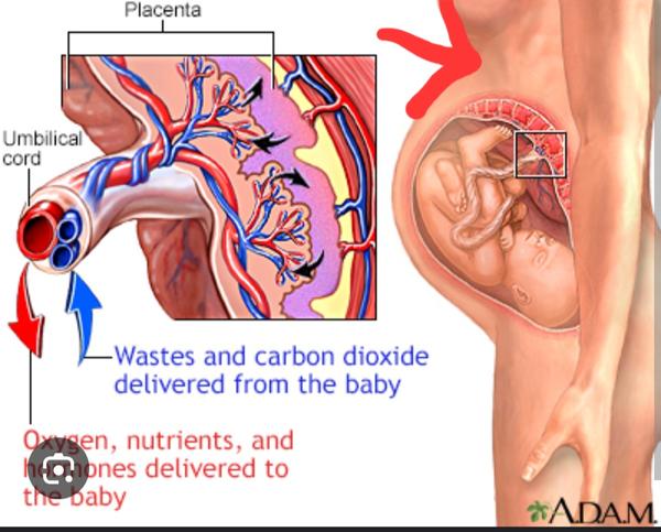 Skúsenosti s tehotenstvom v 40. týždni: Malému sa nechce na svet?