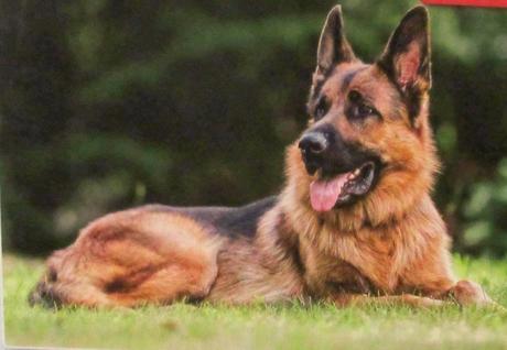 Puzzle 300 dielikov, 