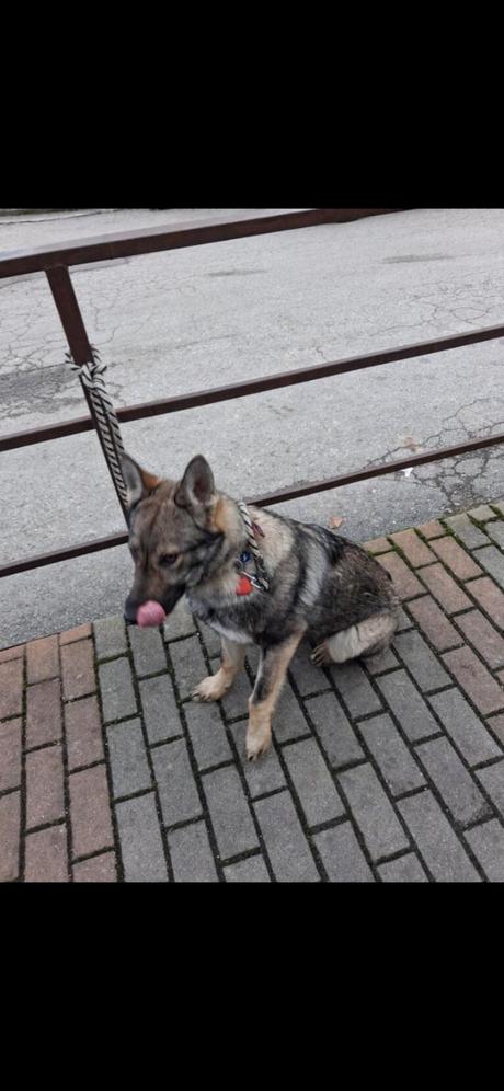 Darujem šteniatko českoslov.ovčiaka, 