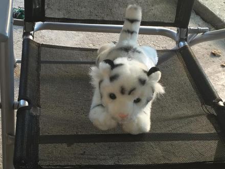 Mam na predaj  plysiaka, 