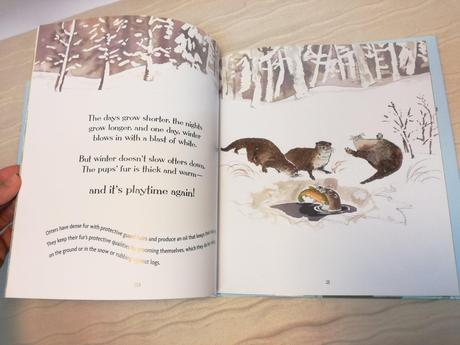 Otters love to play hb nau18,