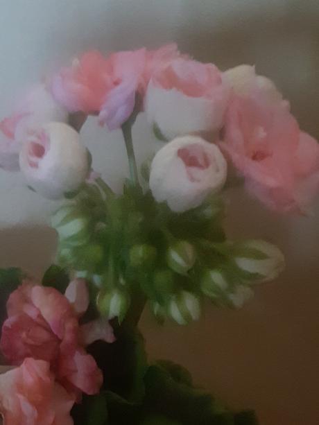 Ružičkovy muškat -salmon antic, 