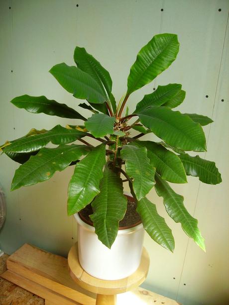 Prýštec - euphorbia leuconeura, 