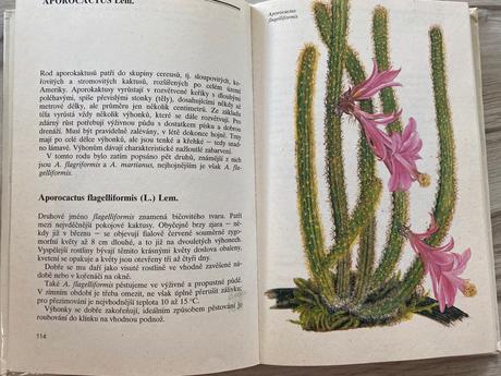 Krásna kniha o pestovaní kaktusov zelení ježci,