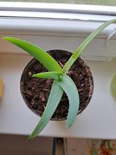 Tradeskancia, izbové rastliny, 