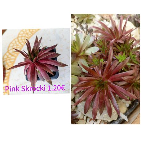 Sempervivum - skalná ruža, 