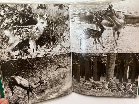 Kniha- poľovícky rok - lorenzo michaelli, 