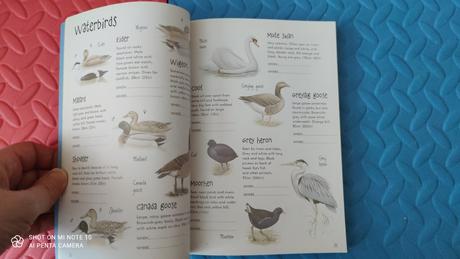 The usbourne big spotter's sticker book - p,