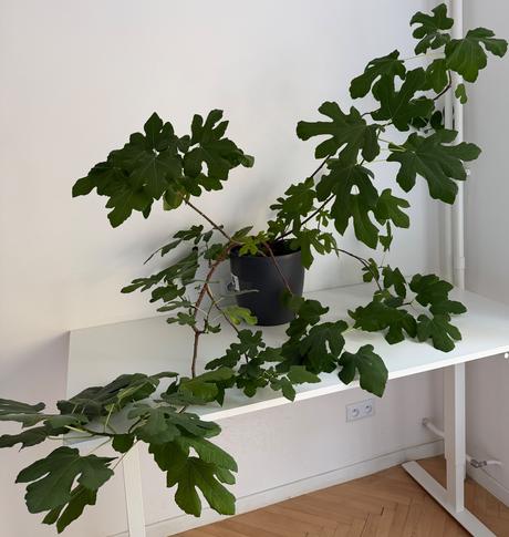 Figovník č.9 za 40eur, 