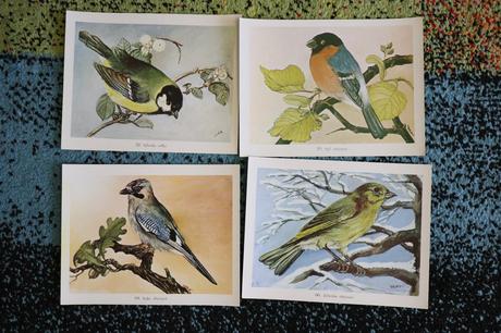 Obrazy/postery/obrázky zvierat,