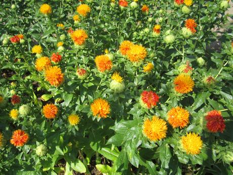 Šafran--požlt farbiarsky,