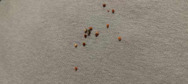 Máte skúsenosť s divnými semiačkami na matraci?