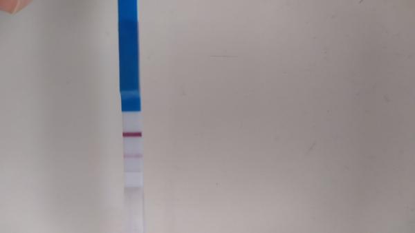 Slabo zafarbený tehotensky test