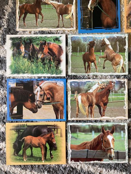 Pohľadnice koní nepopísané 11ks,