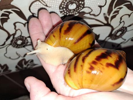 Achatina achatina nigeria  albinobody, 