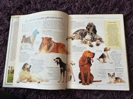 Výchova a výcvik psa, 