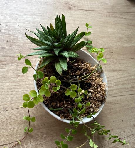 Darujem izbové kvety, 