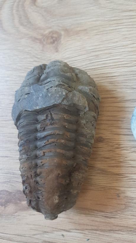 Skameneliny - mix pre milovnikov skamenelin,