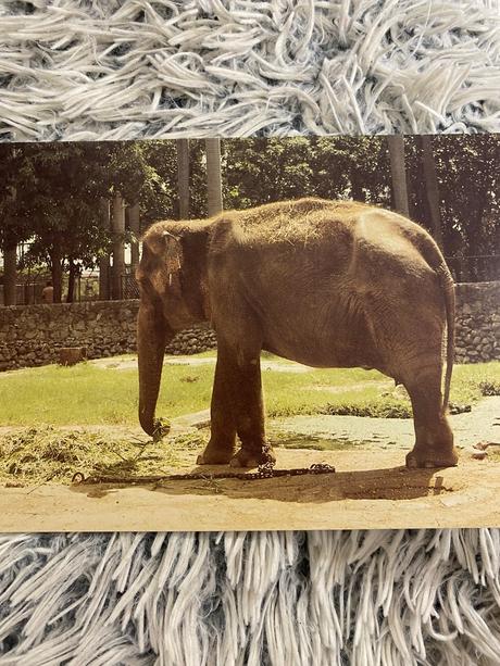 Krásne staré leporelo v zoologickej záhrade 1989,