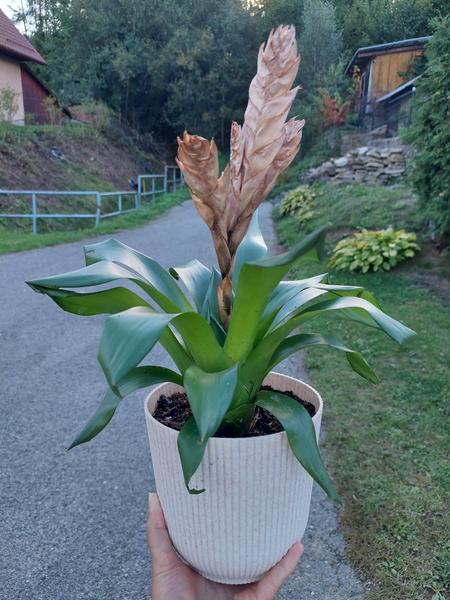 Ako sa starať o Broméliu?