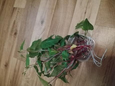 Sadeničky/priesady oranžových batátov, 