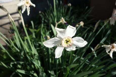 Narcis biely (10 ks/bal), 