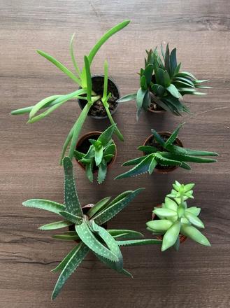 Mix 6 druhov rastlín,