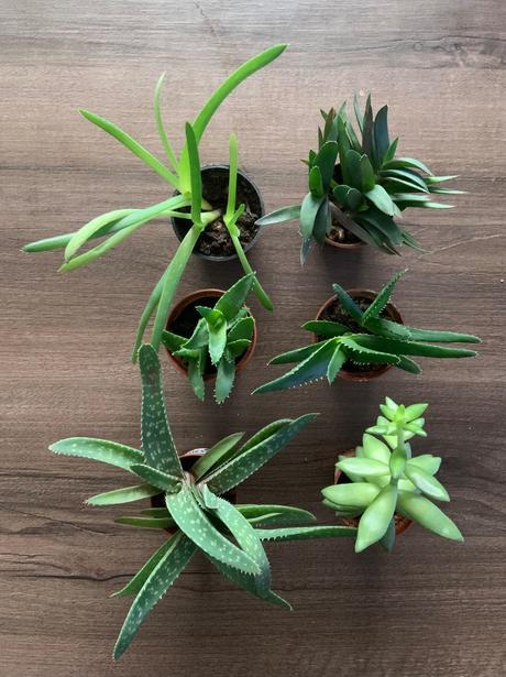 Mix 6 druhov rastlín,